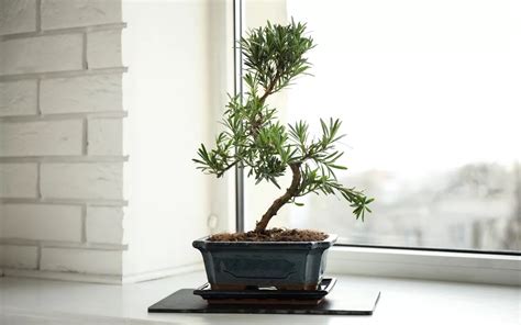 Indoor Bonsai Trees - Bonsai Primer