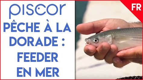 Comment Pêcher La Dorade Surfcasting Et Pêche Au Feeder En Mer Youtube