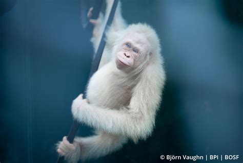 Watch The Worlds Only Known Albino Orangutan Return To The Wild