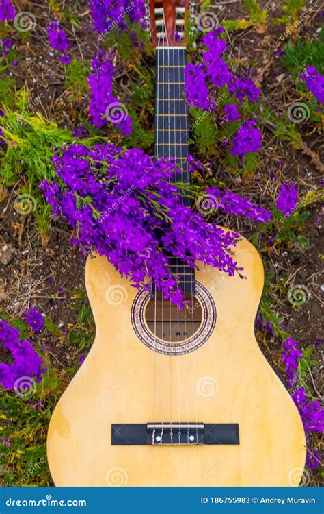 Guitar in flowers stock image. Image of floral, acoustic - 186755983