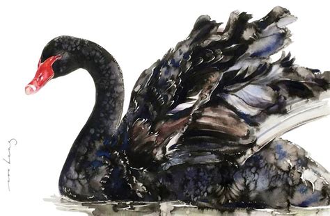 Black Swan Animal Drawing