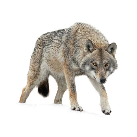 wolf breed information insights basepaws