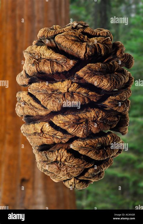 Redwood Cone Sequoia Gigantea Stock Photo Alamy