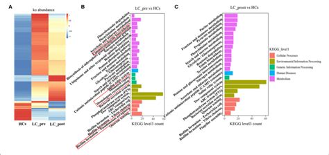 Kegg Pathway Enrichment Analyses A Heatmap Analysis Shows The