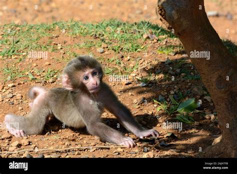 Japanischer makakenaffe Fotos und Bildmaterial in hoher Auflösung Alamy