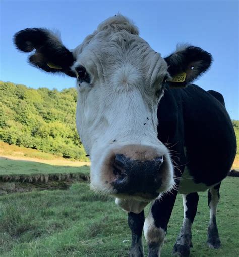 Retrato De Una Vaca En El Campo Foto Premium