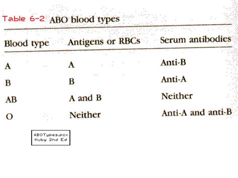 Ppt Antigen Structure And Immunogenicity Powerpoint Presentation