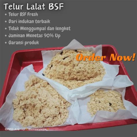 Jual Telur Bsf Telor Magot Paket Gram Murah Garansi Menetas Pakan