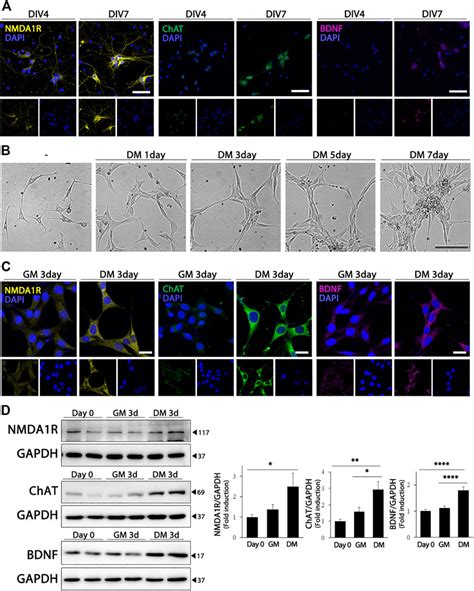 Frontiers Differentiated Ht Cells As A Novel Model For In Vitro