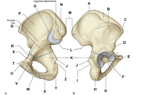 Bony Landmarks Of The Hips Diagram Quizlet