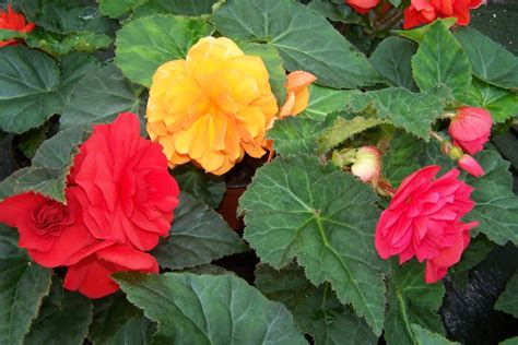 Begonia X Tuberhybrida Hl Znat Beg Nie Urner Zahradnictv Praha