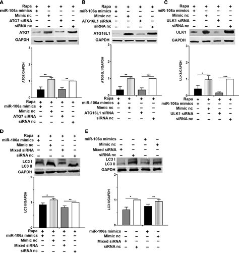 Frontiers Microrna 106a Inhibits Autophagy Process And Antimicrobial