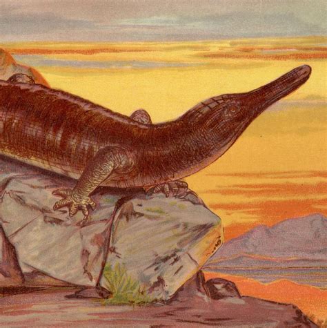 Archegosaurus Founding Lizard Vintage Print From Tiere Der Etsy