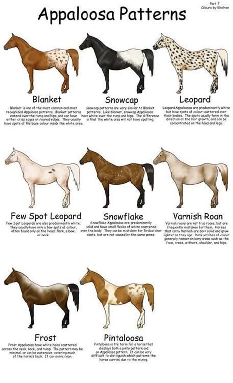 56 best colours - appaloosa patterns images on Pinterest | Appaloosa ...