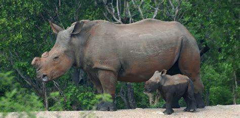 Scientists call for legalisation of rhino horn trade