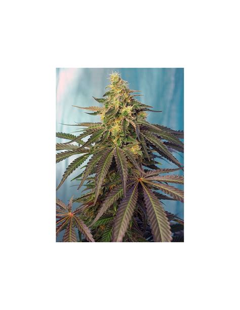 Cream Caramel Cbd Sweet Seeds Feminized Seeds On Sale