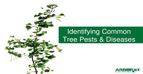 Pdf Identifying Common Tree Pests And Diseases Tree Pests And Diseases