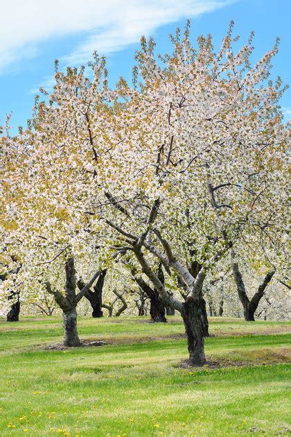 Michigan Nut Photography | Springtime / Flowers