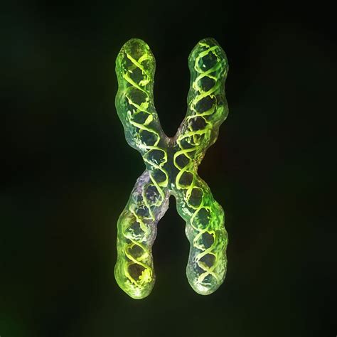 Letter X ♥ Human X Chromosome With Dna Strands Inside Digital