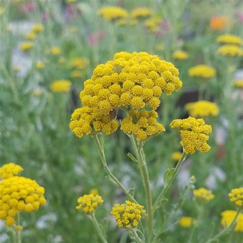 Sweet Nancy Achillea Ageratum Moonwalker In The Yarrows Database