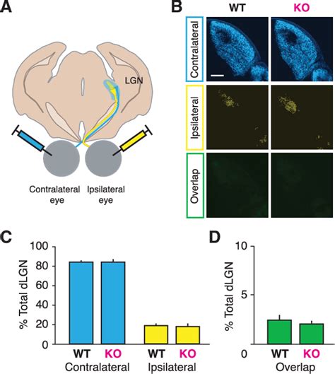 Figure From Development Plasticity Repair Experience Dependent