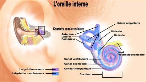 Loreille Interne Photos Futura