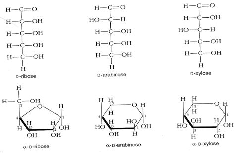 D Ribose, Food Science, Math Equations