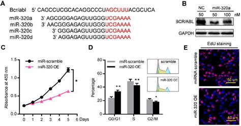 Mir 320 Inhibits Cml Proliferation By Directly Targeting Bcrabl A