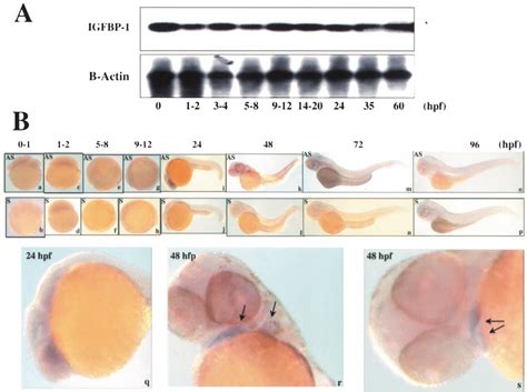 Temporal And Spatial Expression Pattern Of The Igfbp Gene During