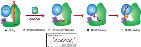 Sirna Repositioning For Guide Strand Selection By Human Dicer Complexes