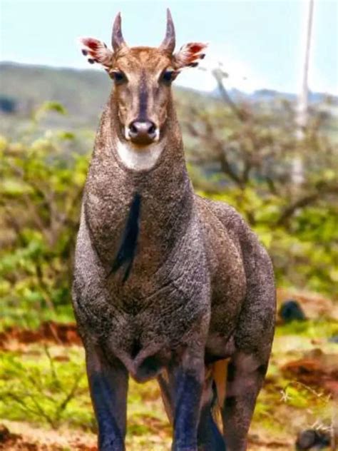 Why Is Nilgai Called Nilgai Know Weird Facts About Indian Antelope Times Now Navbharat