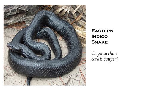 Snakes Eating Other Snakes