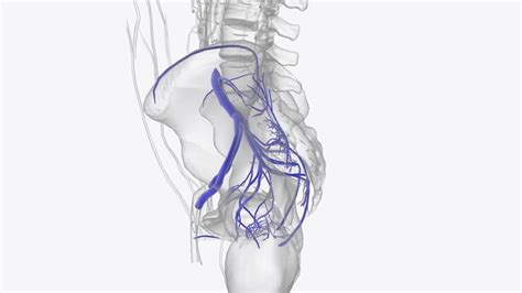 Premium Photo The Veins Of The Pelvis Include The Internal Iliac Veins