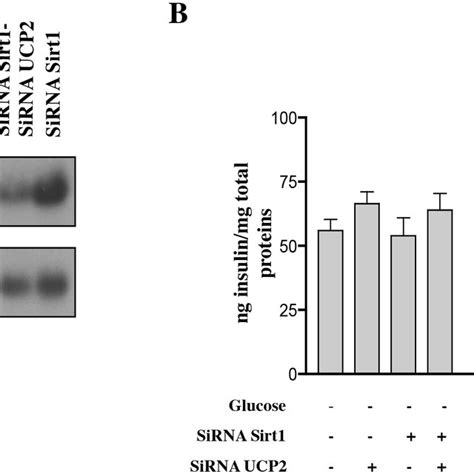 Knockdown Of UCP2 In Sirt1 Knockdown Cells Restores Glucose Induced