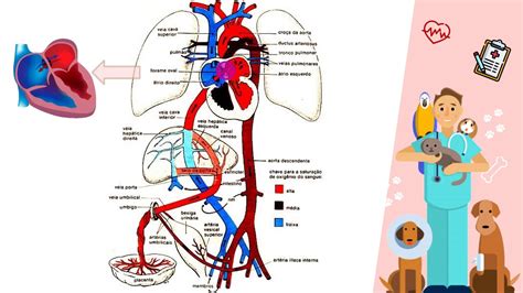 Circula O Fetal Medicina Veterin Ria Ufes Youtube