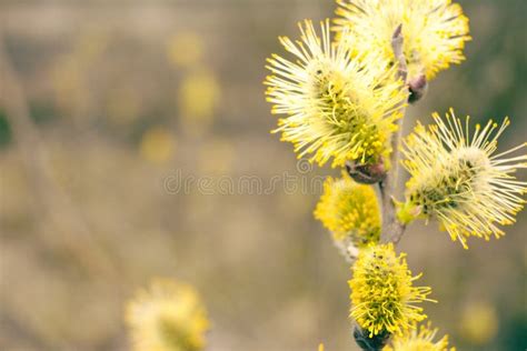 A Pussy Willow Flowering In The Early Spring The Close Up Of Shrub Blossoms Against The Blurry