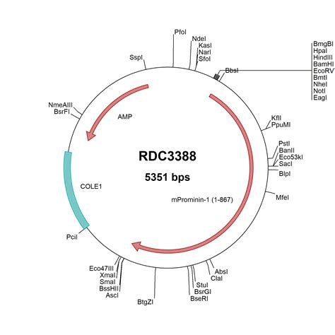 Human Ptp Sigma Np Versaclone Cdna Rdc R D Systems