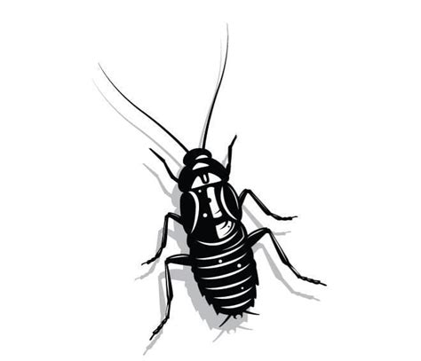 Vector Image Of A Cockroach Ai Eps Uidownload