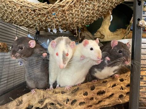 700+ Cute Pet Rat Names: Famous & Disney Rats, Pair Names, Black ...