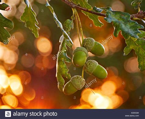 Acorns Growing On Oak Tree High Resolution Stock Photography And Images