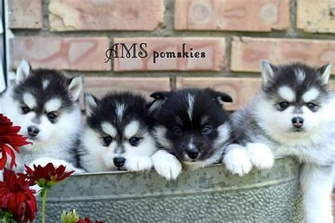 Pomsky Puppy Breeders Near Me - Pets Lovers