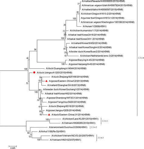 Phylogenetic Tree Of Ha Of H Subtype Influenza A Viruses The Tree Was