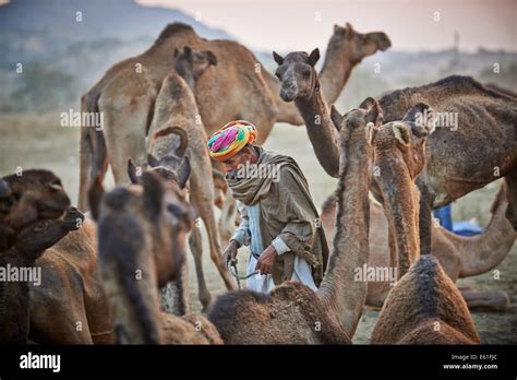 La Foire Aux Chameaux Pushkar Banque De Photographies Et Dimages