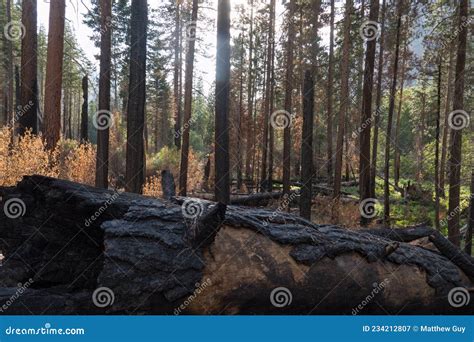 Zerst Rte Und Verbrannte B Ume Im Wald Stockbild Bild Von Zustand