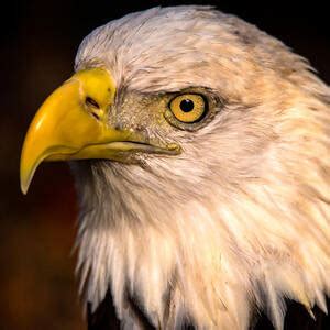 Bald Eagle Flying Photograph By Joe Granita Pixels