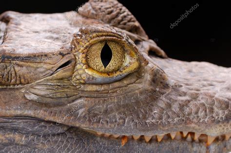 Close Up Of Alligator Eye On The Black B Stock Photo By ©artman 2058024