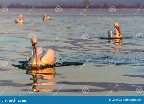 Dalmatian Pelican Pelecanus Crispus Stock Photo Image Of Beak