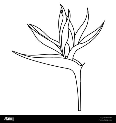 Empty Outline Of Strelitzia Reginae Flower Or Bird Of Paradise Flower