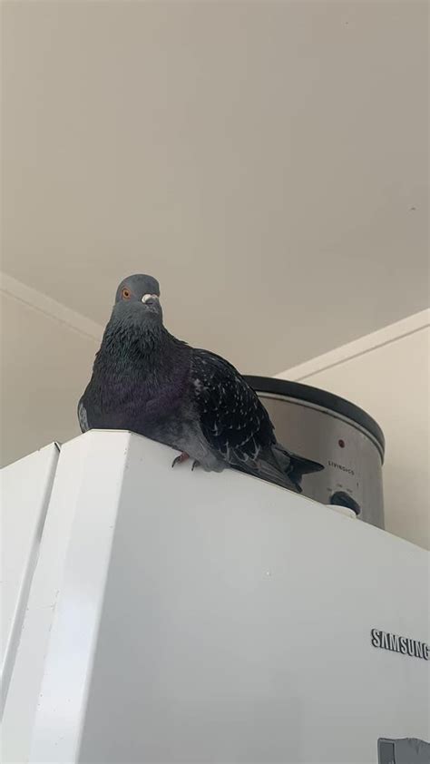 A Home For Pigeons Rauckland