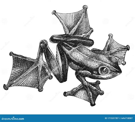 Flying Frog Cartoon Vector 13201047
